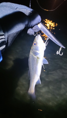 セイゴ（マルスズキ）の釣果