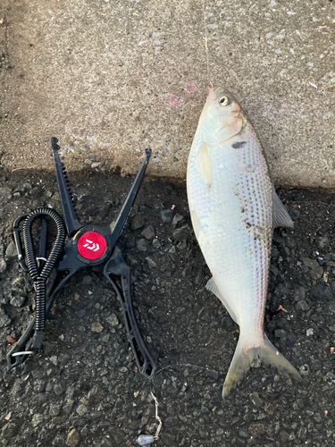 コノシロの釣果