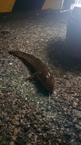 ハゼの釣果