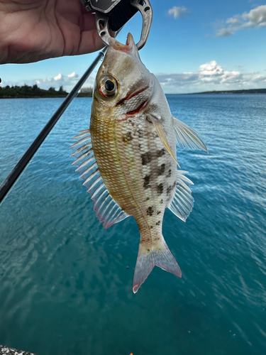 アマミフエフキの釣果