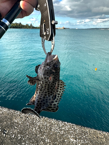 ヒレグロハタの釣果