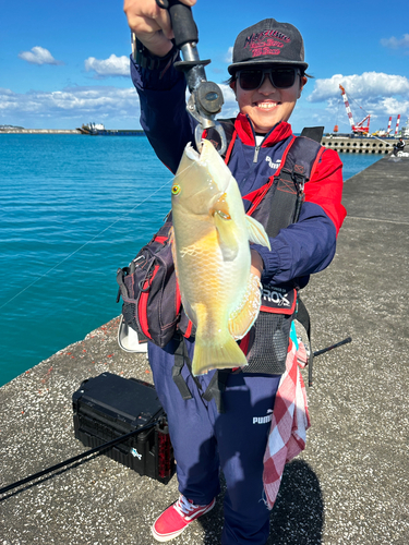 イラの釣果