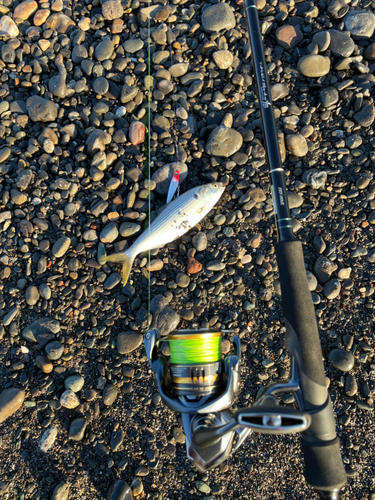 コノシロの釣果