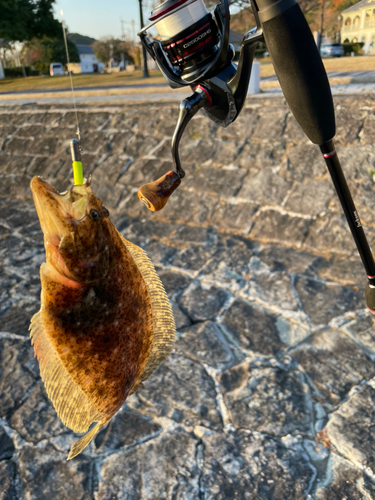 ヒラメの釣果