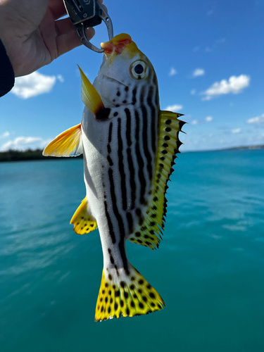 コショウダイの釣果