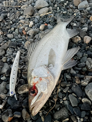 セイゴ（ヒラスズキ）の釣果