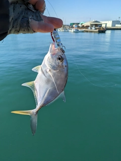 メッキの釣果