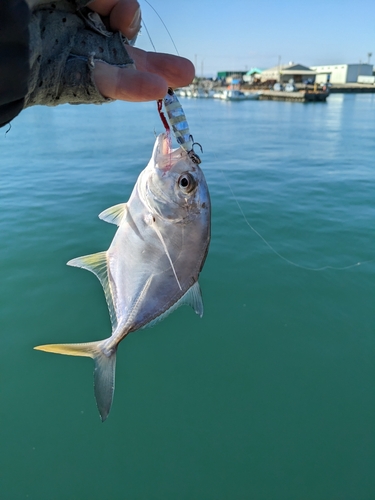 メッキの釣果