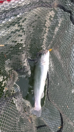 レインボートラウトの釣果