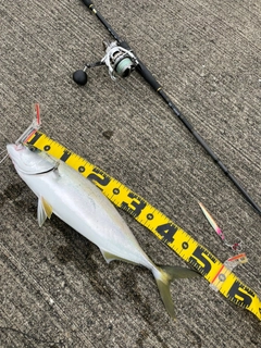 ハマチの釣果