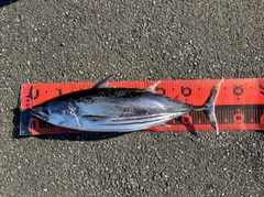 カツオの釣果