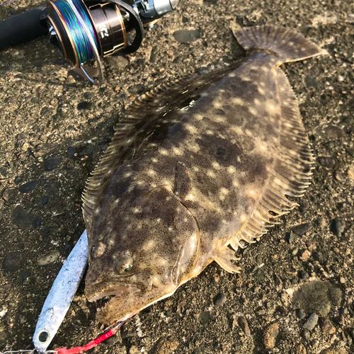 ソゲの釣果