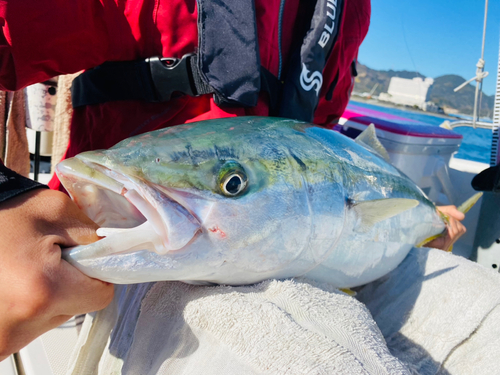 ワラサの釣果