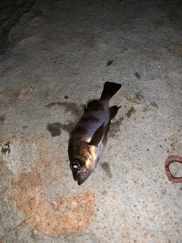 シロメバルの釣果