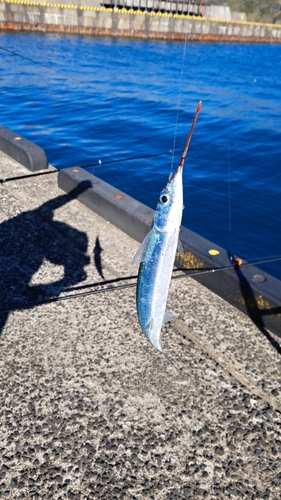 サヨリの釣果