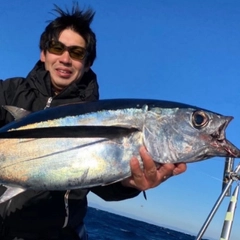 ビンチョウマグロの釣果