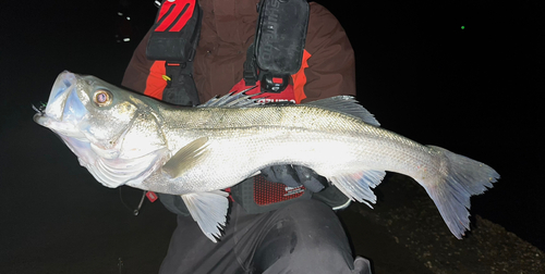 マルスズキの釣果