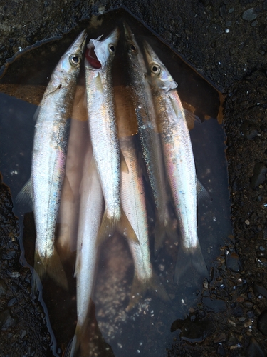 カマスの釣果