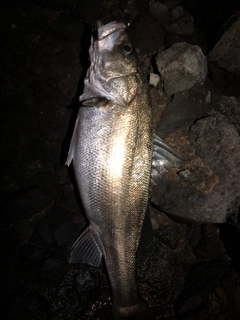 ヒラスズキの釣果