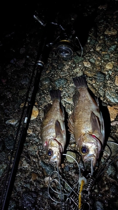 メバルの釣果