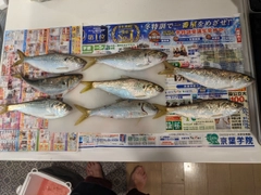 コノシロの釣果