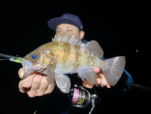 シロメバルの釣果