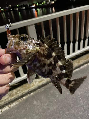 カサゴの釣果