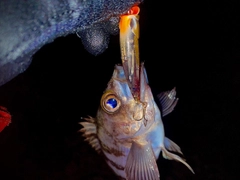 メバルの釣果