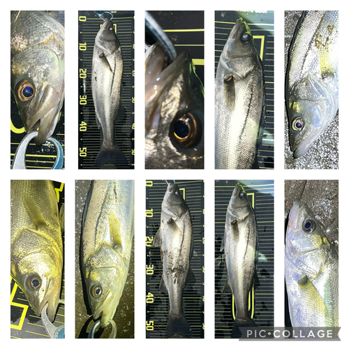 シーバスの釣果