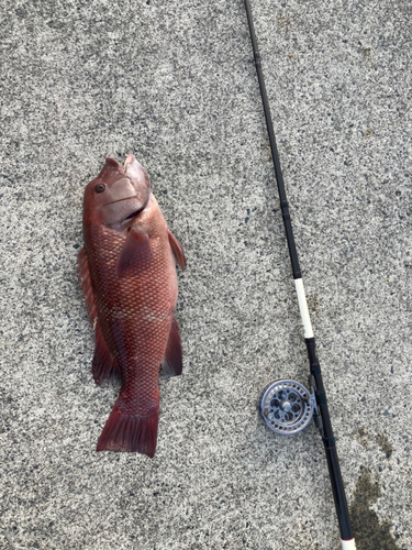 コブダイの釣果