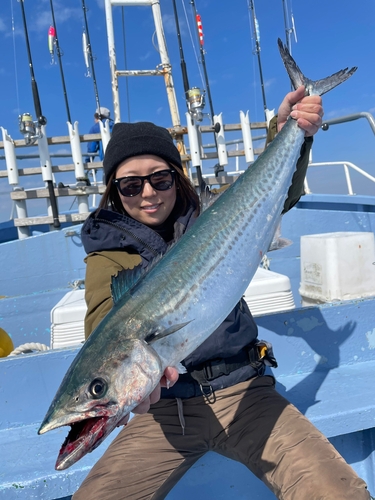 サワラの釣果