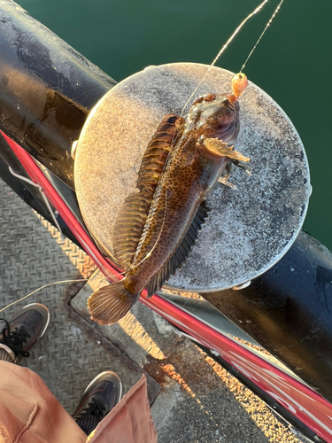 イソギンポの釣果