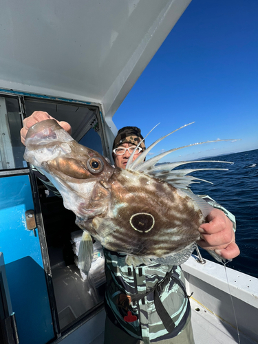 マトウダイの釣果