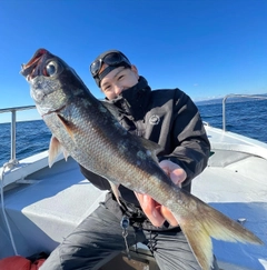 クロムツの釣果