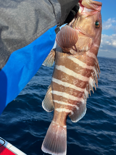 マハタの釣果