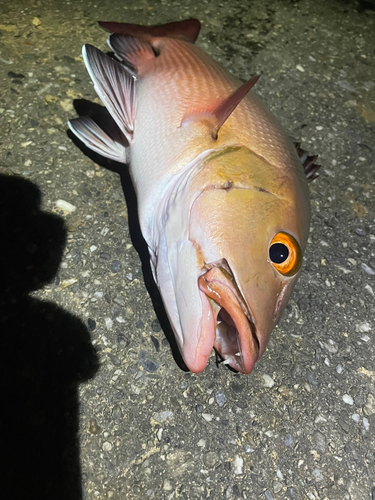 バラフエダイの釣果