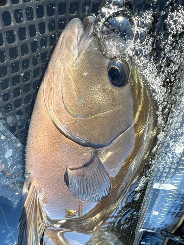 オナガグレの釣果