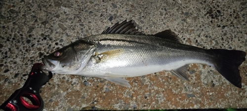 フッコ（マルスズキ）の釣果