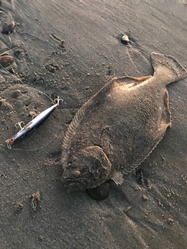 ヒラメの釣果