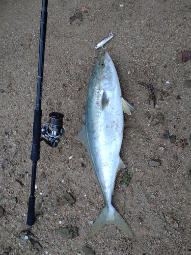 ハマチの釣果