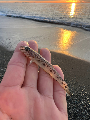 サビハゼの釣果