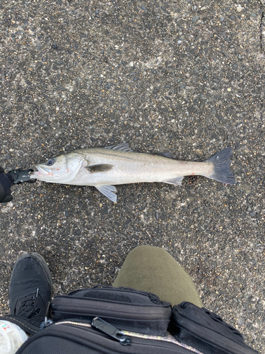 スズキの釣果