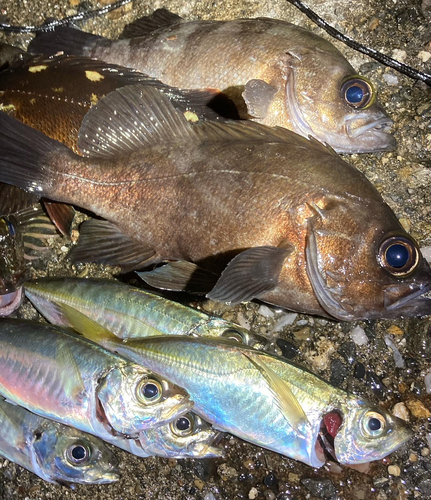 アジの釣果