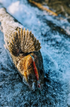 アブラコの釣果