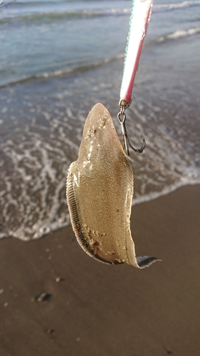 シタビラメの釣果