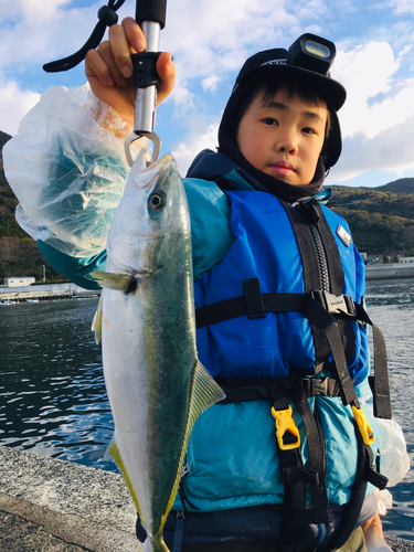 ハマチの釣果