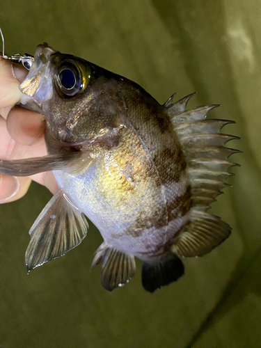 メバルの釣果