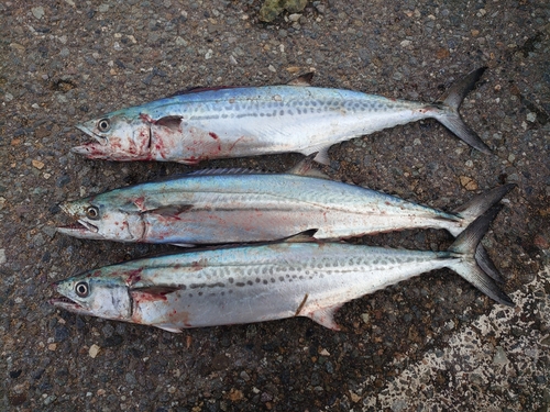 サゴシの釣果