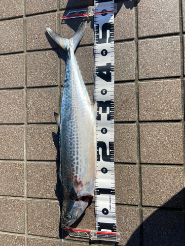 サゴシの釣果