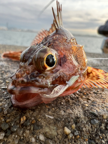 ガシラの釣果